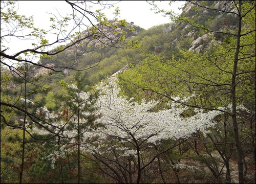 골짜기에 핀 하얀 산벚꽃 